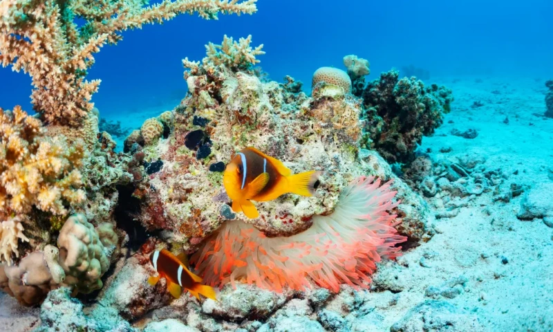 Escena submarina de un arrecife de coral con una anémona y dos peces payaso, mar rojo en egipto