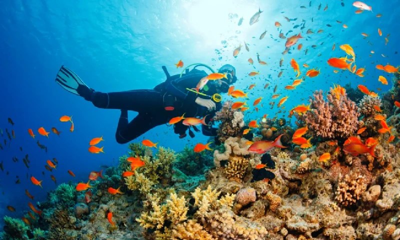 Buceador explorando y disfrutando del arrecife de coral bajo el mar, mar rojo en egipto