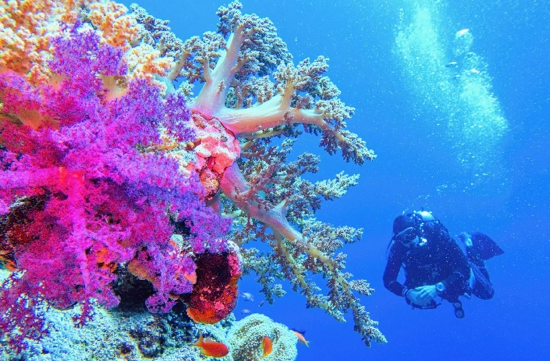 una persona sotto il mare, tour egitto piramidi e mare