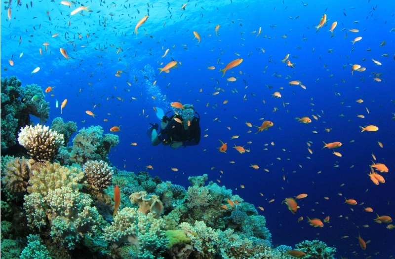 Vacanze Pasqua Egitto, una persona fa diving