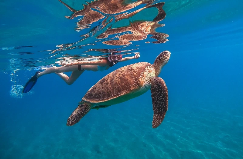 Offerte viaggi Pasqua Egitto, una persona con una tartaruga sotto il mare