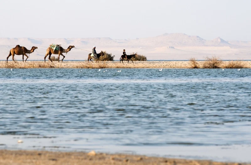 Oasi Egitto, il lago e due cammelli e due cavelli alla spiaggia del lago