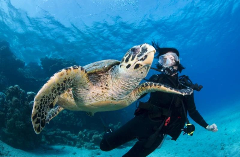 Donna e tartaroga, offerte vacanze agosto egitto