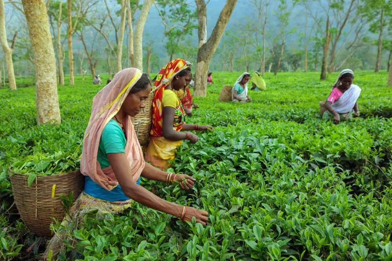 Quando andare in India del Nord