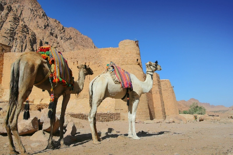 Camellos frente al Monasterio de Santa Catalina del Sinaí.