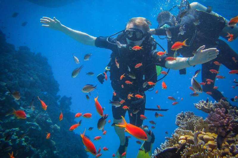 Buceo recreativo en Sharm el Sheikh con peces de colores y arrecifes de coral.