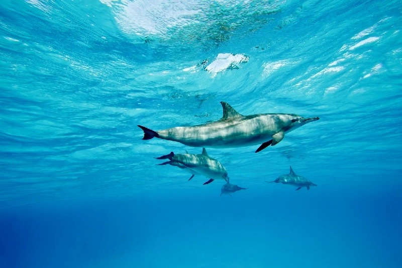 Grupo de delfines nadando en aguas cristalinas del mar Rojo.