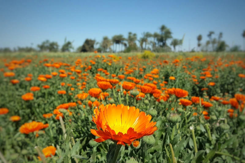 campos de Flores en Fayoum