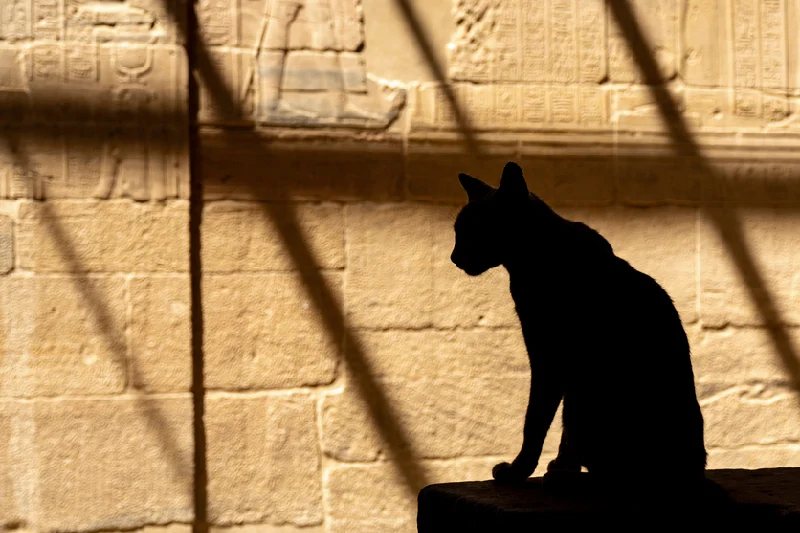 un gato en el Templo de Filae