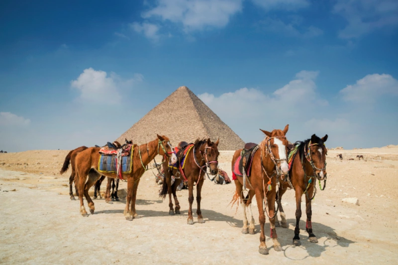 Caballos cerca de las Pirámides de Giza