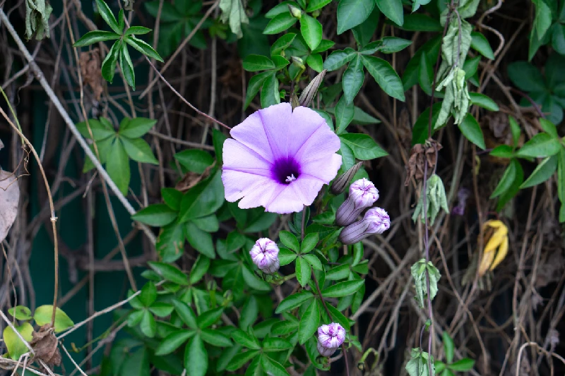 flores de Egipto en Primaera