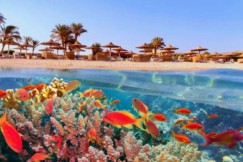 Rojas Corales del Mar Rojo