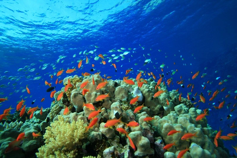 Coloridos peces y corales en el Mar Rojo, Egipto.