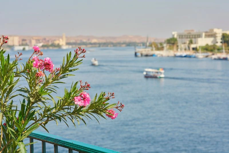 Vista panorámica del río Nilo con embarcaciones navegando y flores en primer plano durante un crucero por Egipto.