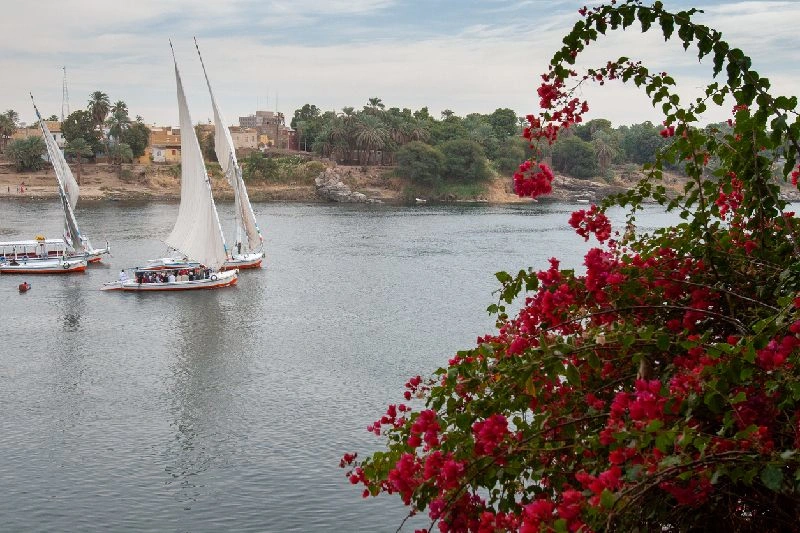 Felucas egipcias navegando por el río Nilo junto a la orilla, con flores de buganvilla en primer plano y vegetación al fondo.