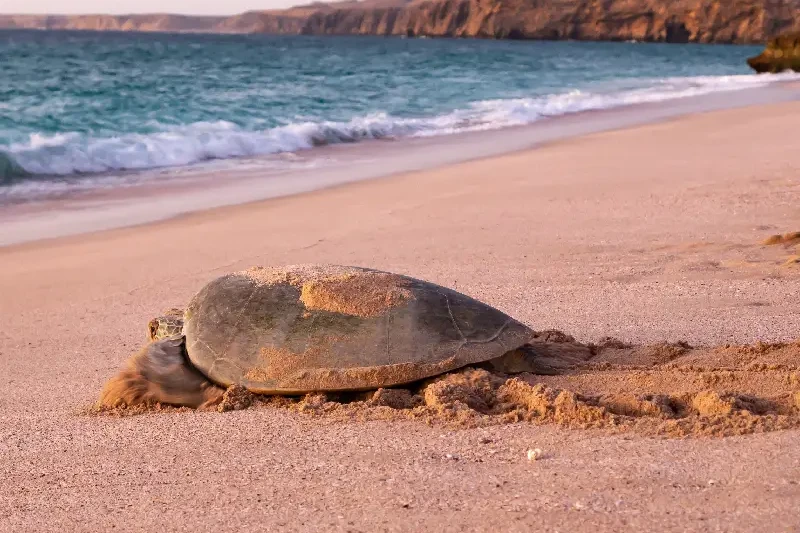 tartarughe di Ras Al Jinz tartarughe di Ras Al Jinz