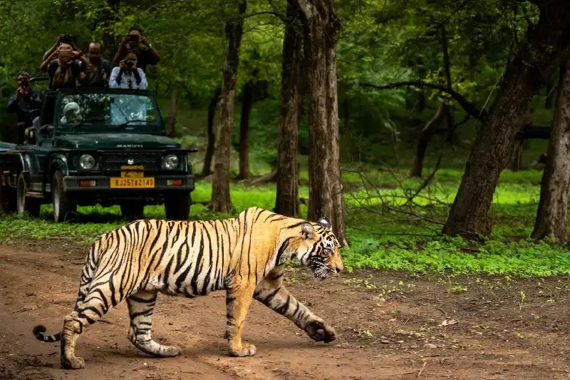 Parco Ranthambore , Tour India