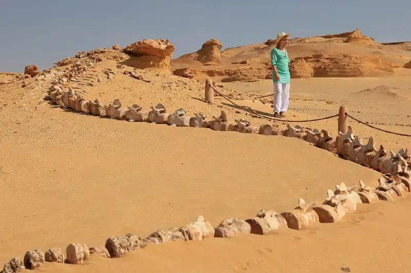 Wadi Hitan Deserto Egitto Wadi Hitan Deserto Egitto