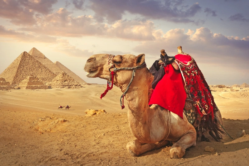 un camello y las pirámides de Giza