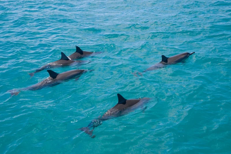 Escursione Dolphin House Marsa Alam