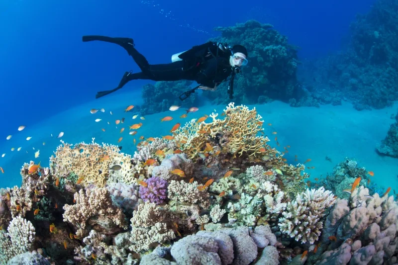 Sharm El Luli Snorkeling