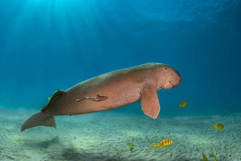 Abu Dabbab Escursioni Abu Dabbab Escursioni