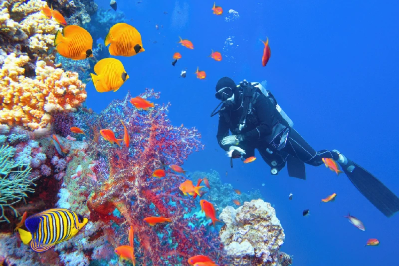 Buceador explorando arrecife de coral con peces tropicales en el Mar Rojo