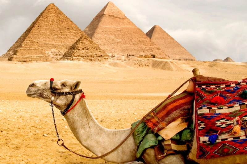 Las Pirámides del Guiza. Camellos y pirámides de Giza