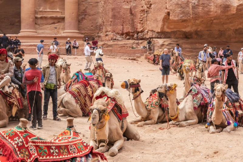 Petra, a ciudad de Wadi Musa, Jordania. Los camellos descansan en la plaza frente al Khazneh, un templo nabateo en el reino nabateo de Petra, en la ciudad de Wadi Musa en Jordania.