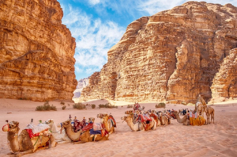 Los camellos descansan en la plaza frente al Khazneh, un templo nabateo en el reino nabateo de Petra, en la ciudad de Wadi Musa en Jordania.
