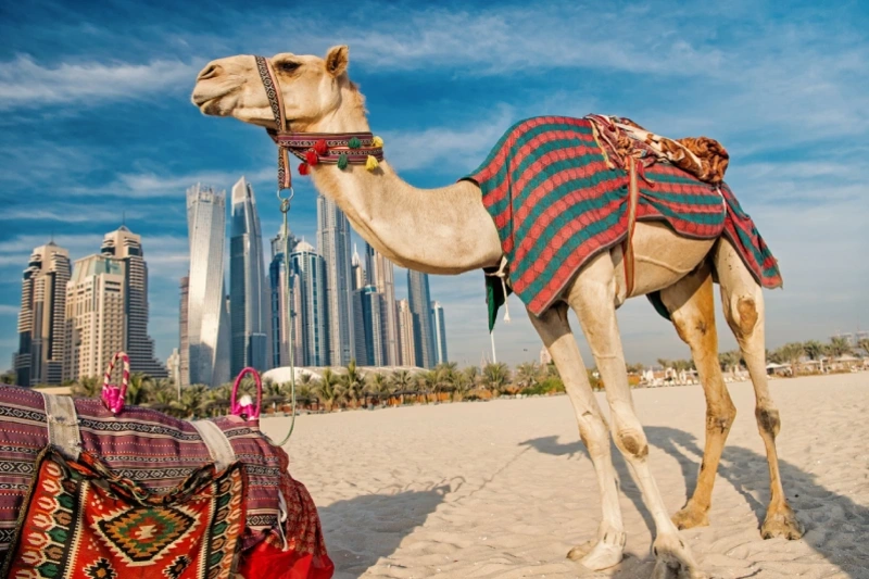 Camels resting on the sandy beach of Dubai.
