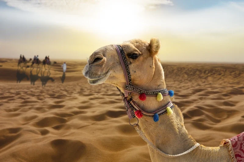 Deserto di Dubai | Dubai Deserto | Il Deserto di Dubai