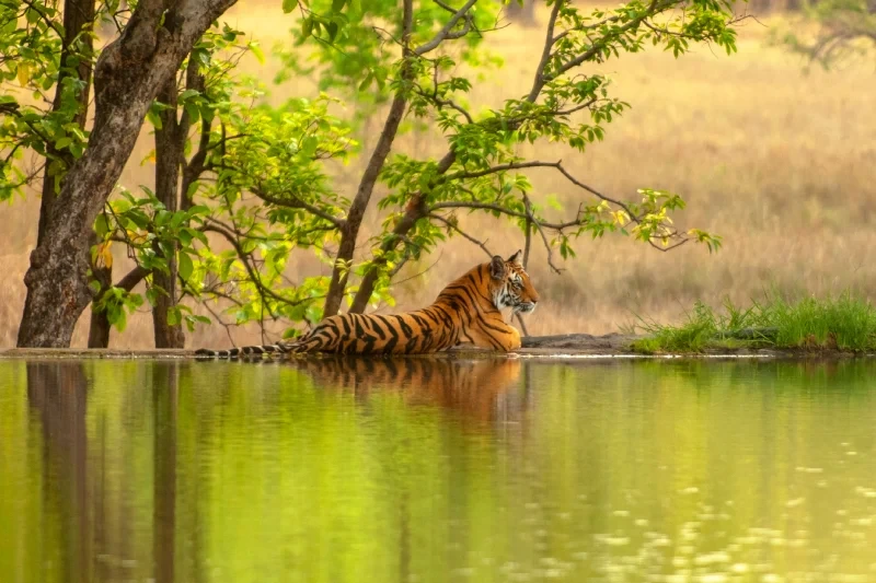 Parco Nazionale di Ranthambore