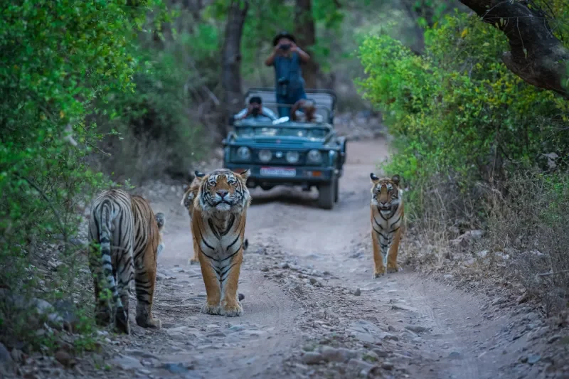 Parco Nazionale di Ranthambore
