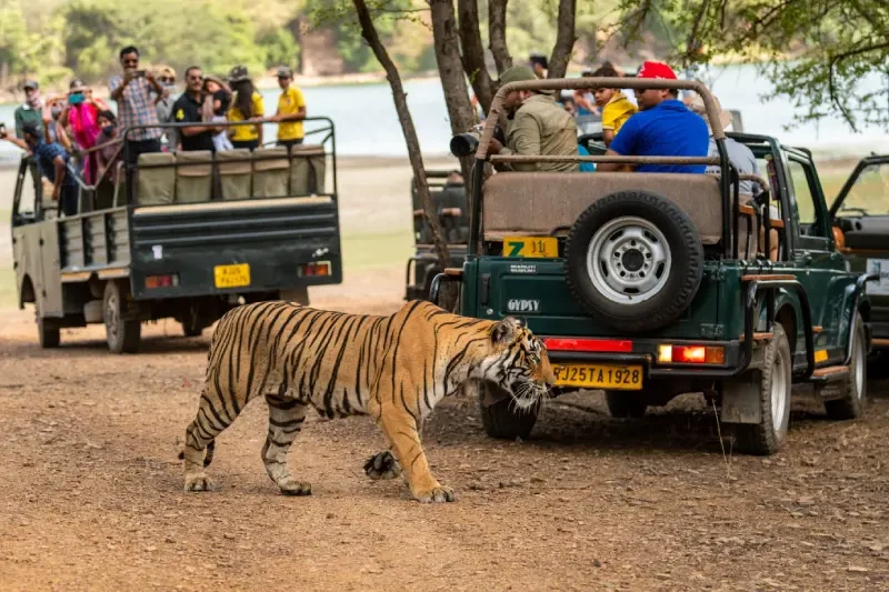 Parco Nazionale di Ranthambore