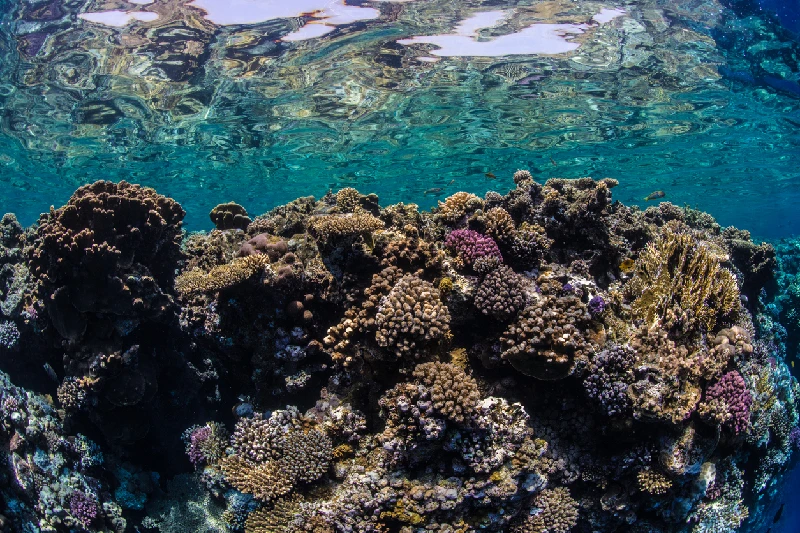 las Corales del Mar Rojo en Dahab