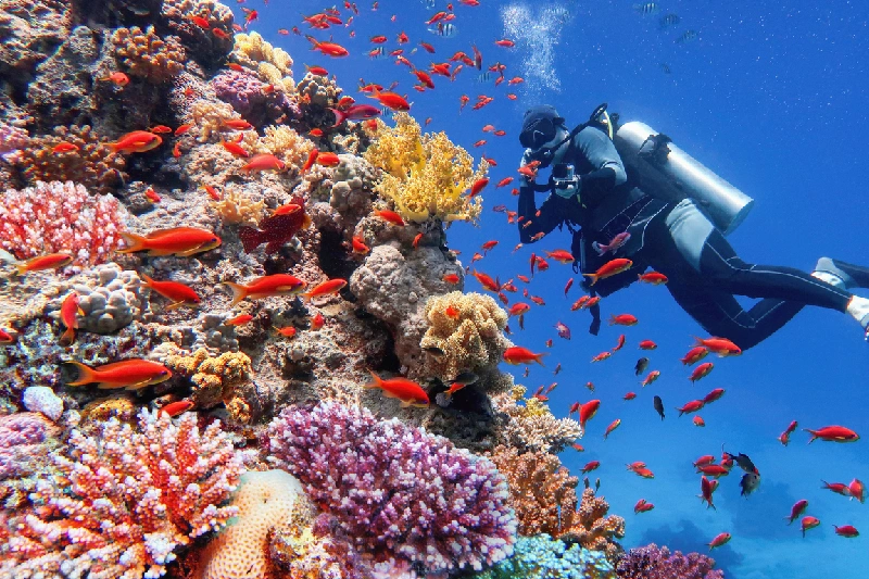 um hombre buceando en el Mar Rojo