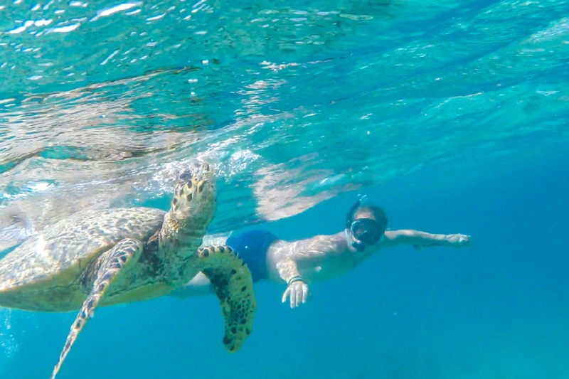 buceando con una Turtuga en Marsa Alam