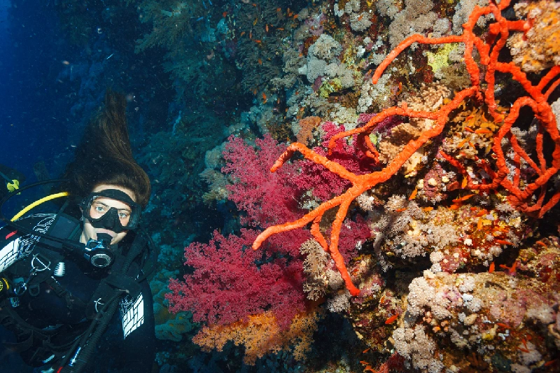 buceando en el Mar Rojo