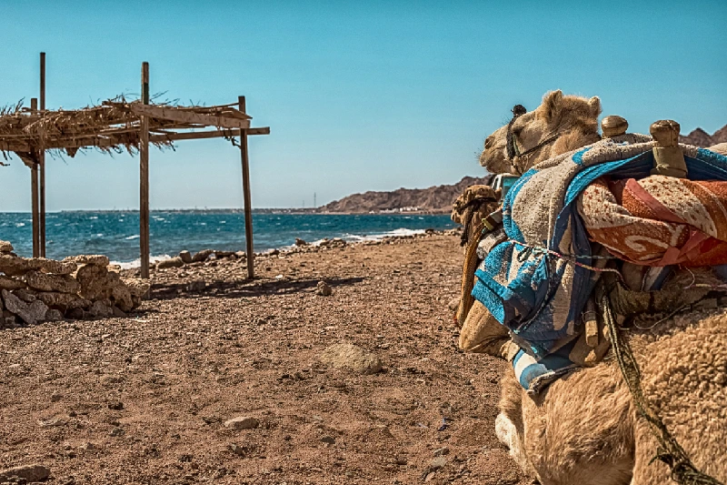 Un Camello descansado en una Playa de Dahab