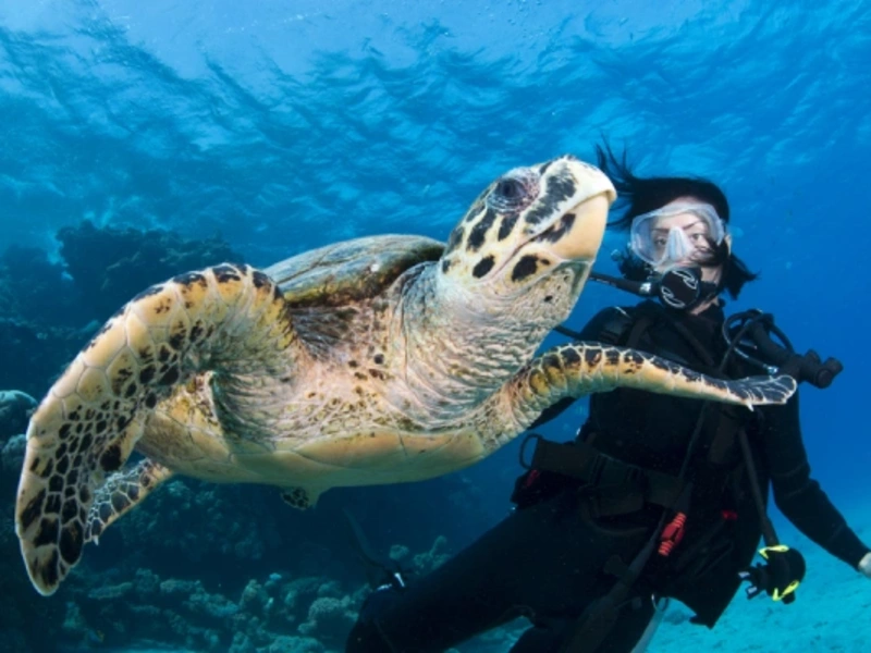 La mer Rouge: Hurghada, Marsa Alam et Charm el-Cheikh