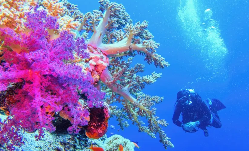 un uomo fa immersione a sharm, tour cairo e sharm