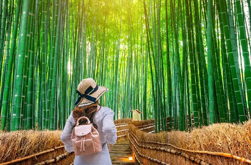Foresta Bamboo,Viaggio in Giappone Organizzato 