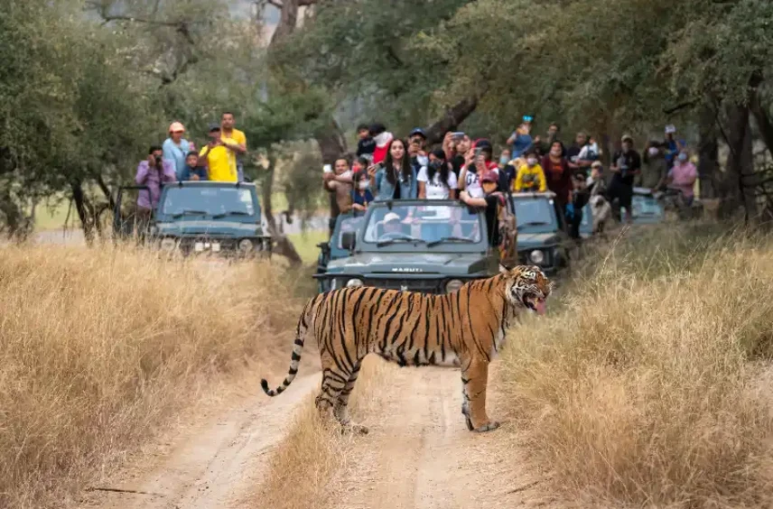 Parco Ranthambore , Tour India