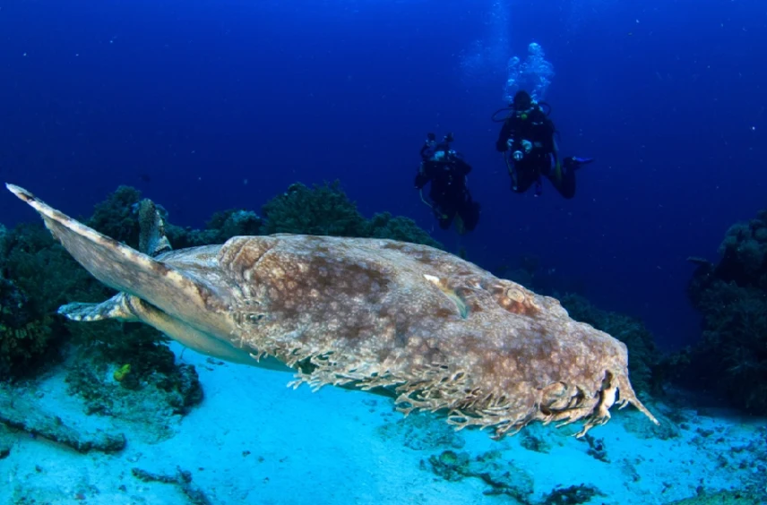 Gli squali Wobbegong Raja Ampat, Indonesia 