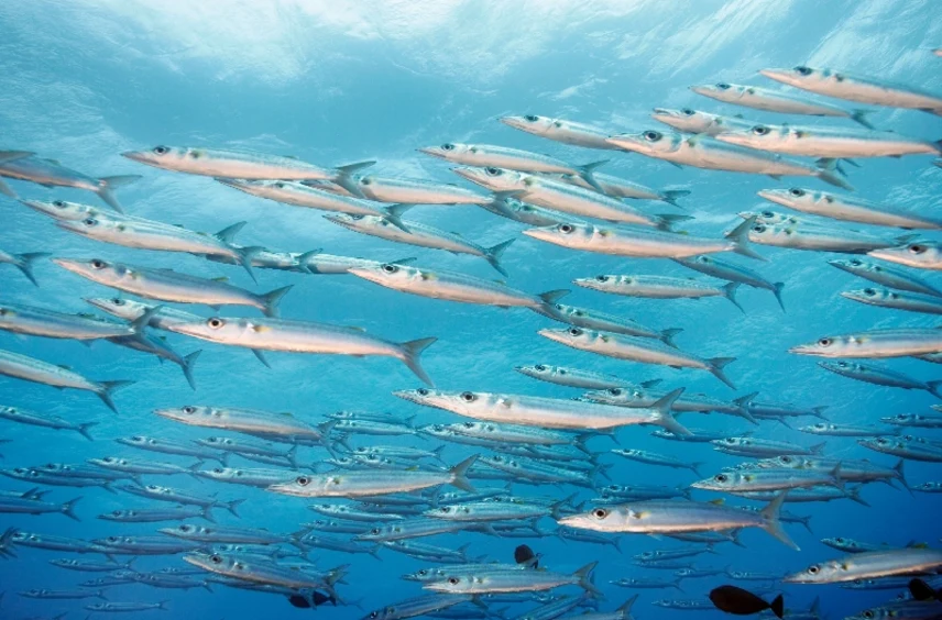 banchi di sardine Raja Ampat