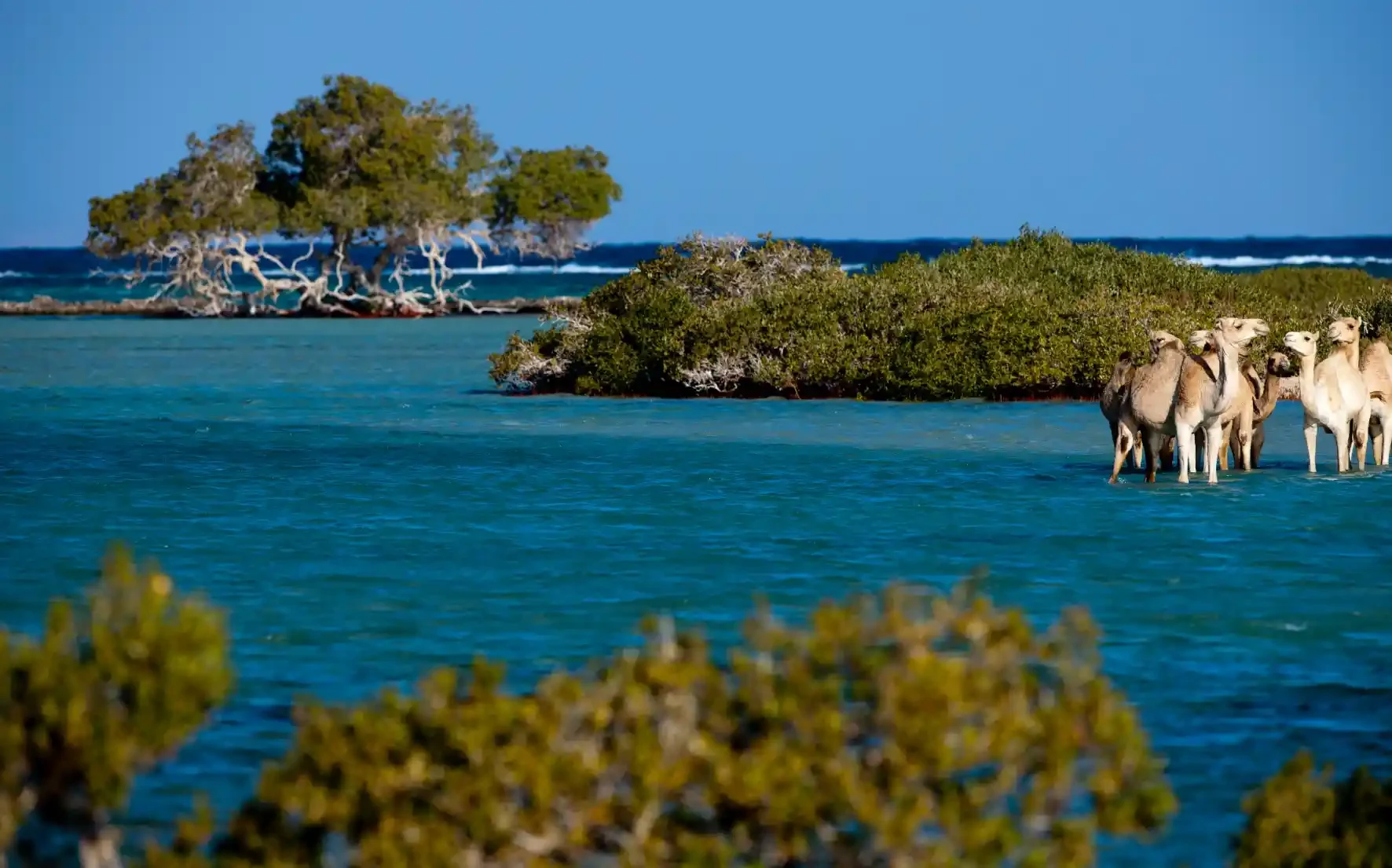 Parco Nazionale Wadi El Gemal Marsa Alam