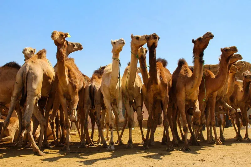 Mercato dei cammelli di Shalateen