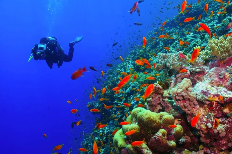 Barriera Corallina del Mar Rosso | Reef Mar Rosso