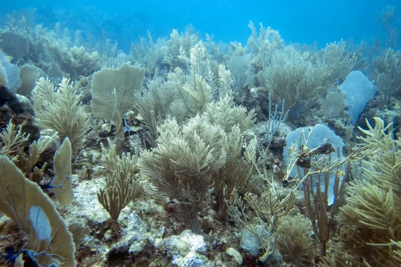 Barriera Corallina del Mar Rosso | Reef Mar Rosso